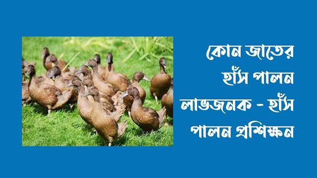 কোন জাতের হাঁস পালন লাভজনক