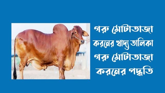 গরু মোটাতাজা করনের খাদ্য তালিকা