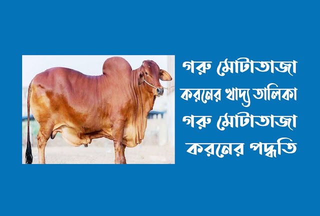 গরু মোটাতাজা করনের খাদ্য তালিকা