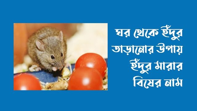 ঘর থেকে ইঁদুর তাড়ানোর উপায়
