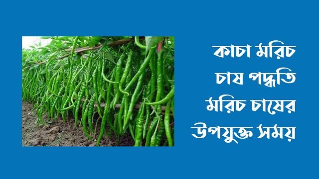 মরিচ চাষ পদ্ধতি