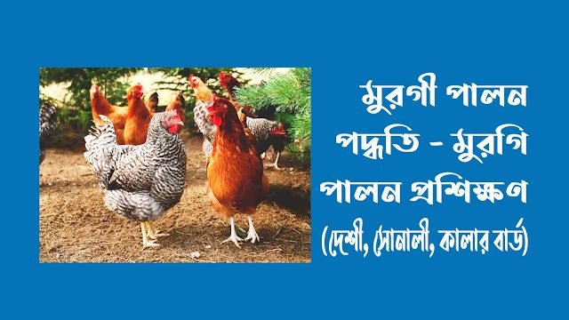 মুরগী পালন পদ্ধতি