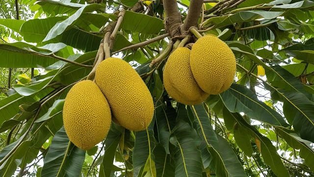 কাঁঠাল পাতার বৈশিষ্ট্য