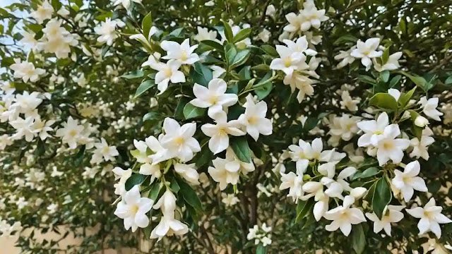 বেলি ফুল কখন ফোটে