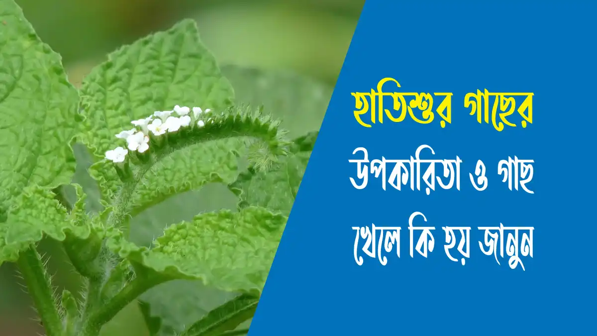 হাতিশুর গাছের উপকারিতা