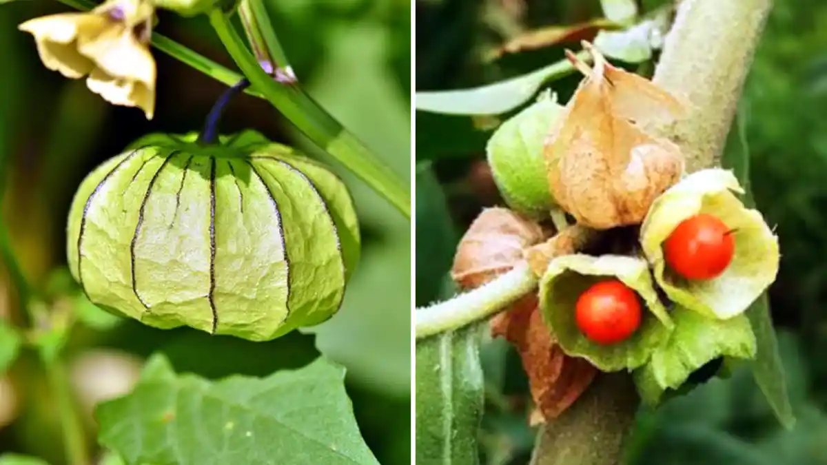 অশ্বগন্ধার উপকারিতা ও অপকারিতা