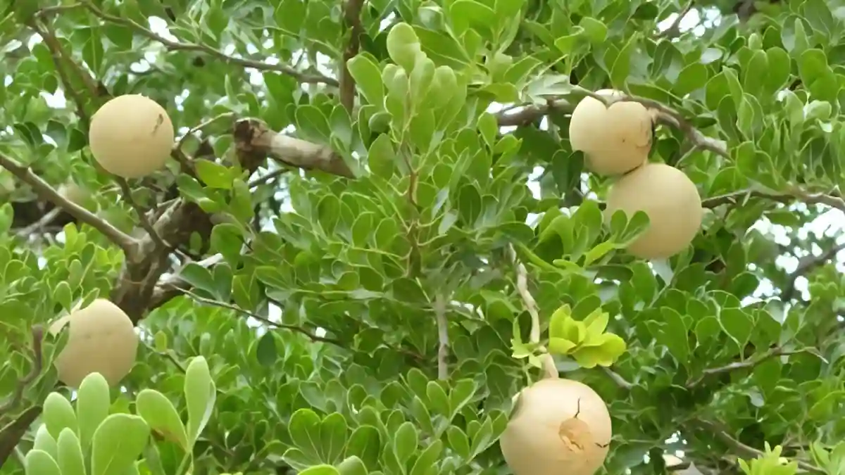 গর্ভাবস্থায় কদবেল খাওয়া যাবে কিনা